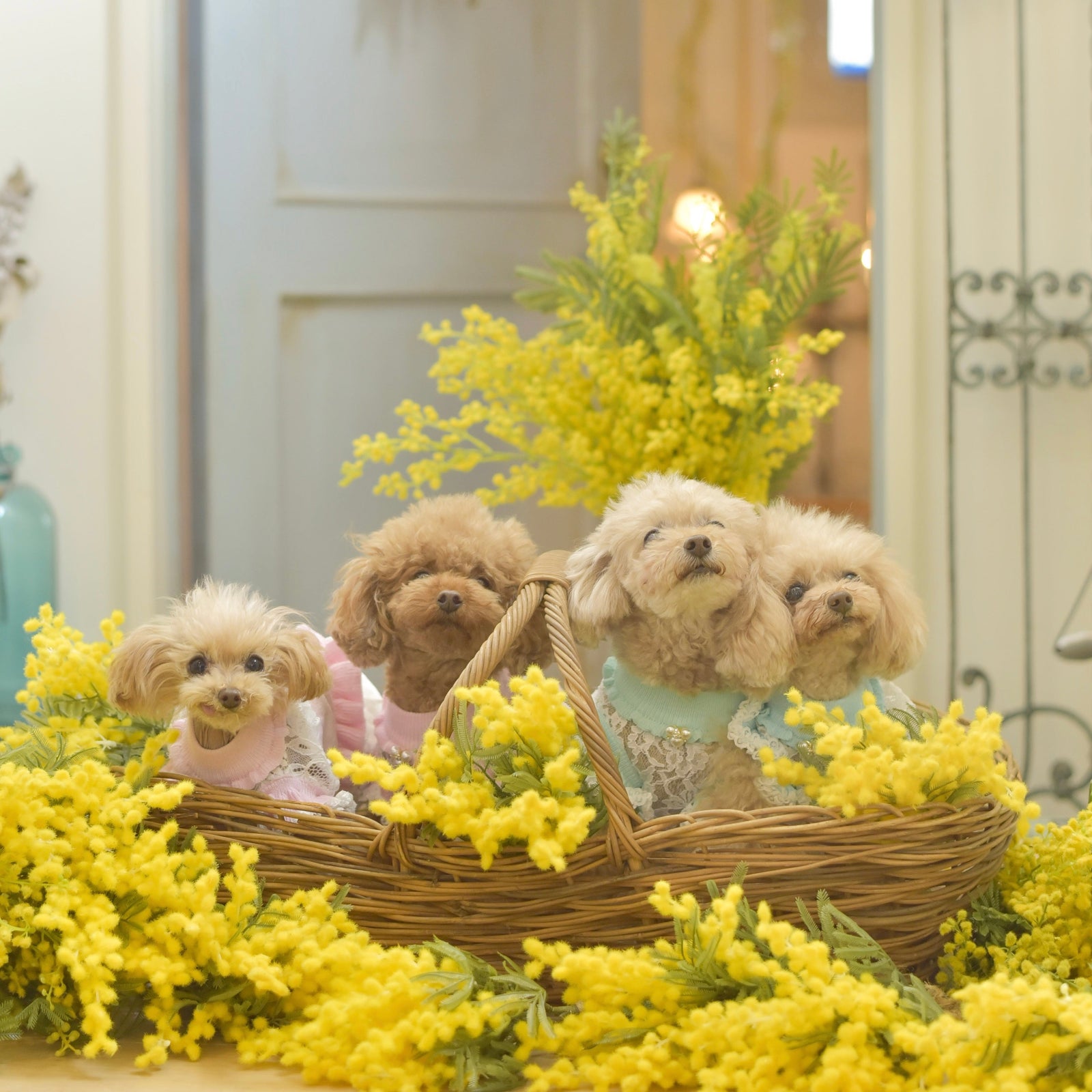 定番のレースドッキングワンピース