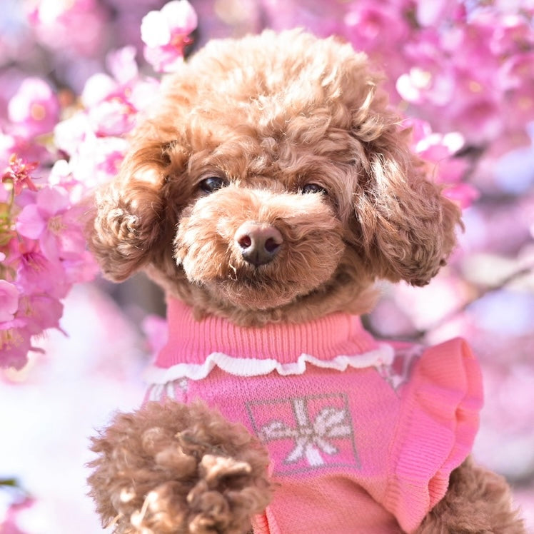 河津桜がきれいでした。