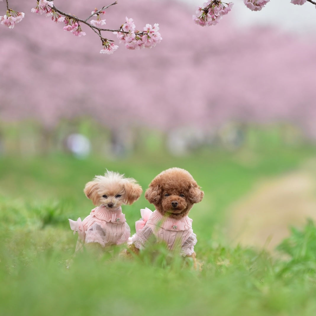 桜と袖パフワンピース