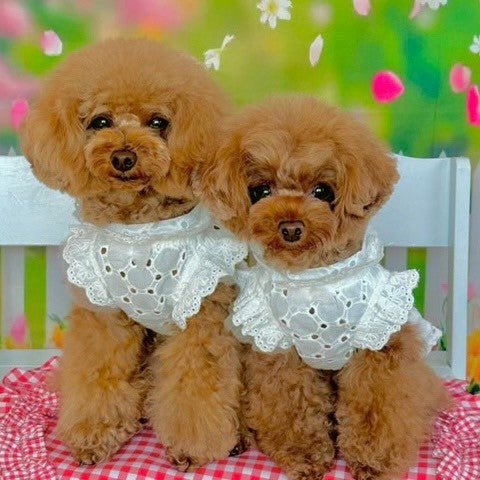 大人気　コットンレースワンピース