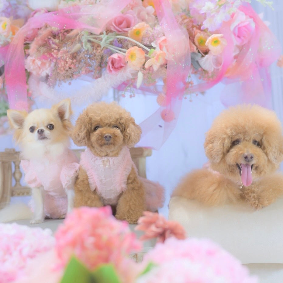 「暑い夏でも快適！セルフフォトブース撮影会開催のお知らせ」