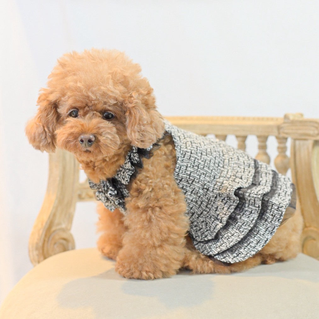 「トイプードル 秋冬 犬服 ツイードワンピース着用