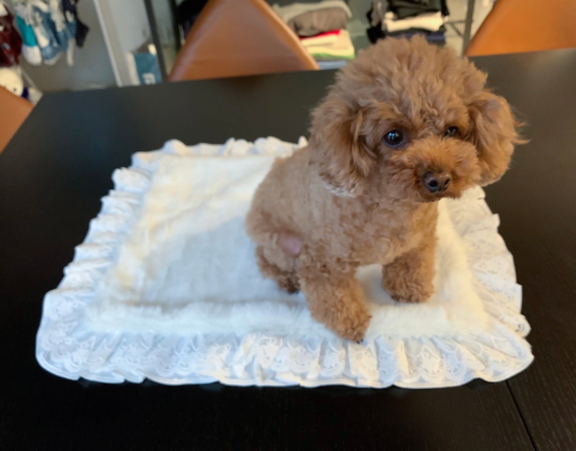 フェイクファーカフェマットXSサイズ | 小型犬 お出かけ ドッグウェア