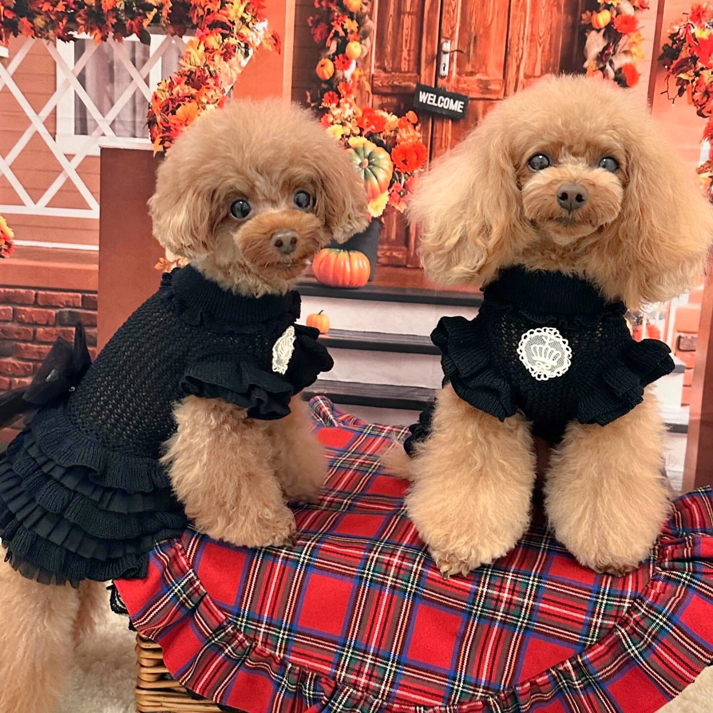 犬服　ドットフリフリワンピース　見本です　Blackベース 犬服 ドットフリフリワンピース 見本です Blackベース - メルカリ