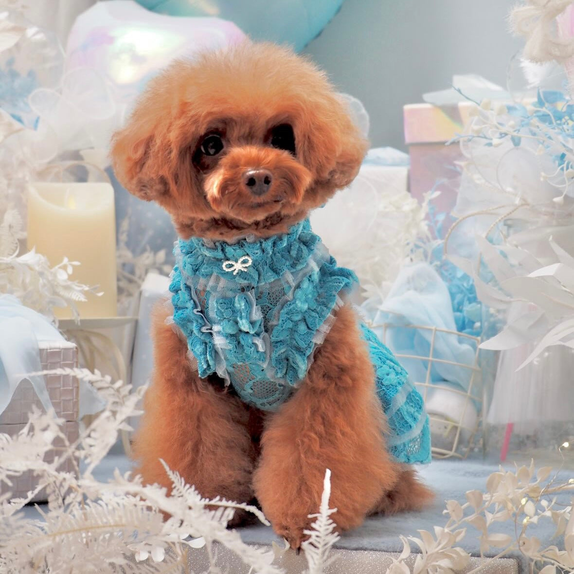 総レースワンピース | 犬服 小型犬 ドッグウェア KALINA