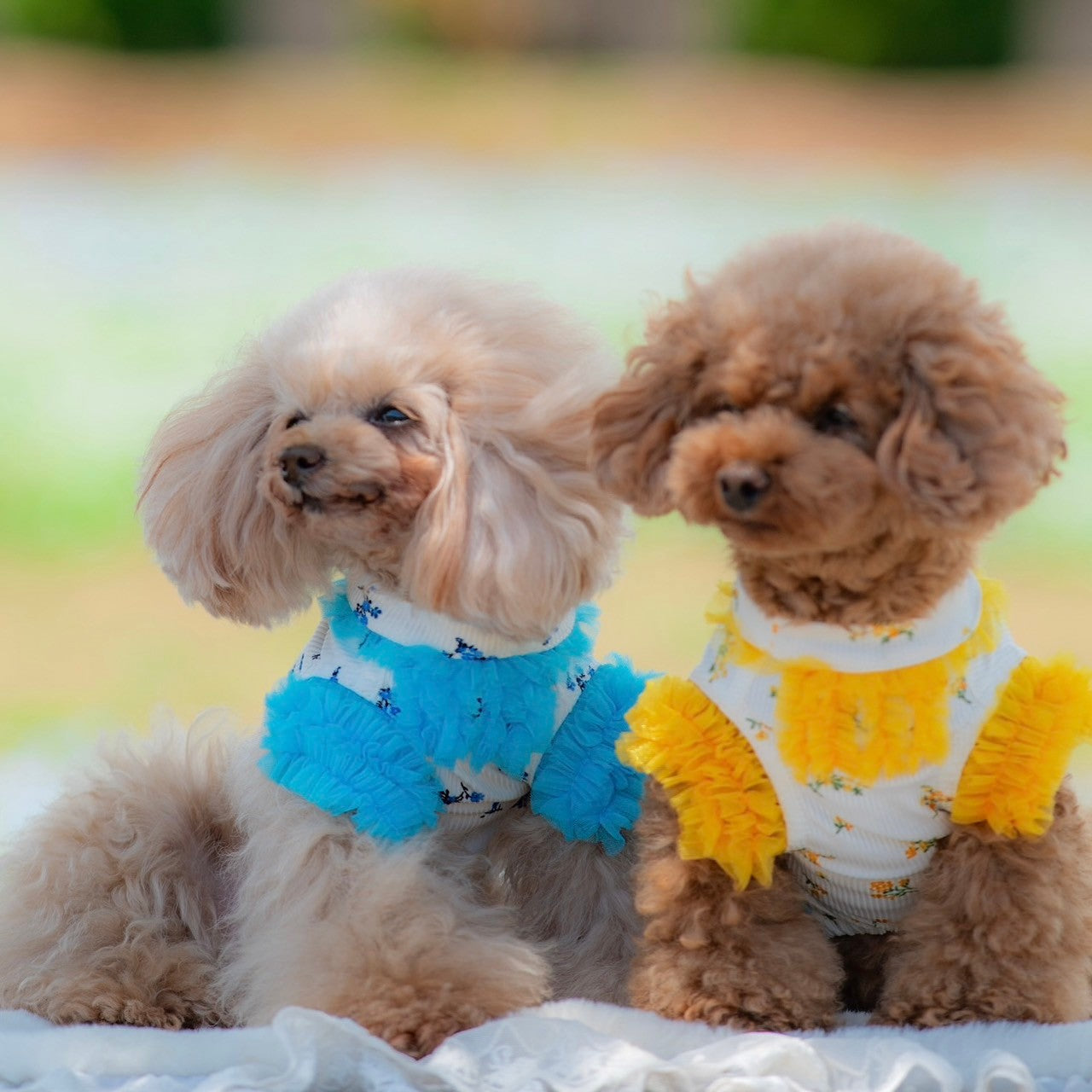 テレコ小花プリントTシャツ | 犬服 小型犬 ドッグウェア KALINA