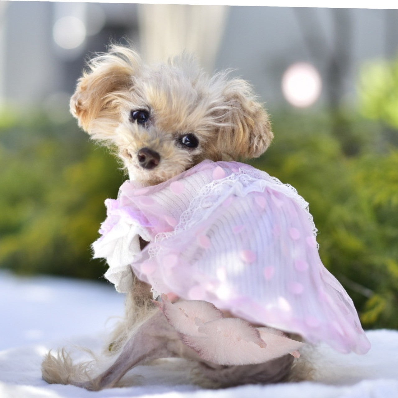ニットバルーンワンピース | 犬服 小型犬 ドッグウェア KALINA