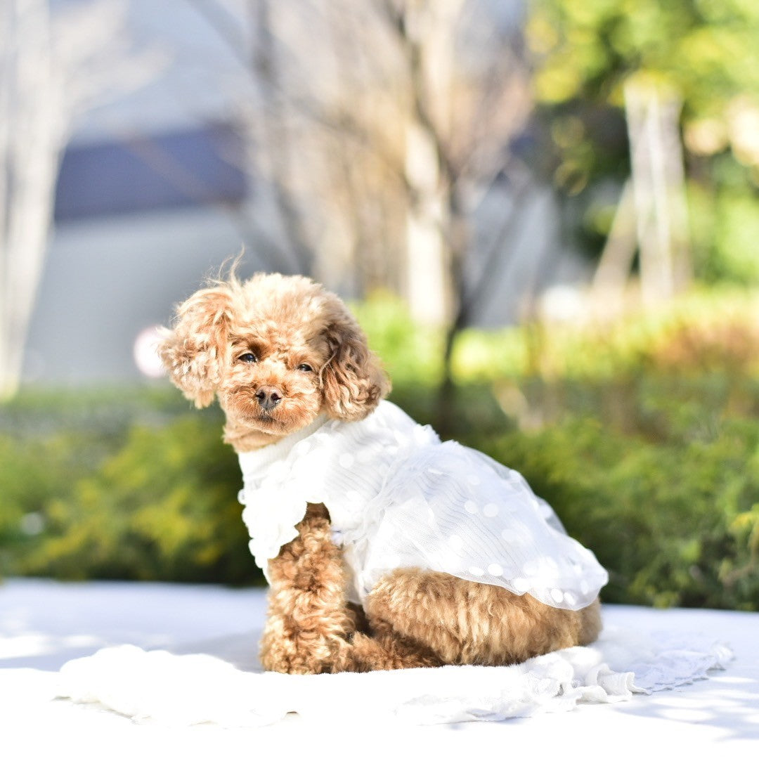 ニットバルーンワンピース | 犬服 小型犬 ドッグウェア KALINA