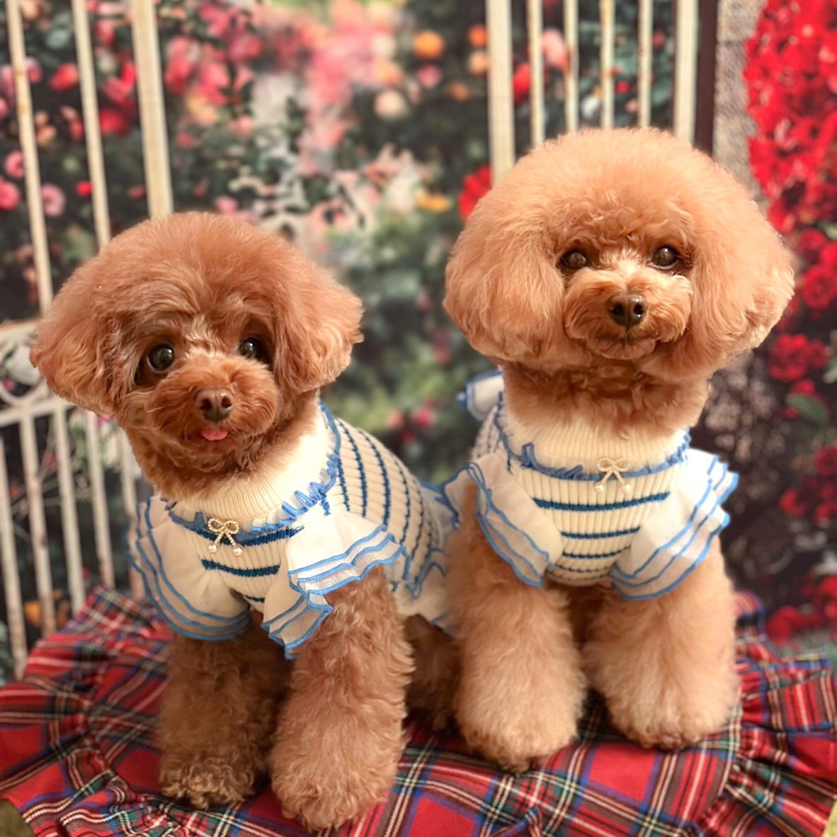 リブボーダーチュールフリルワンピース | 犬服 小型犬 ドッグウェア 秋冬 KALINA