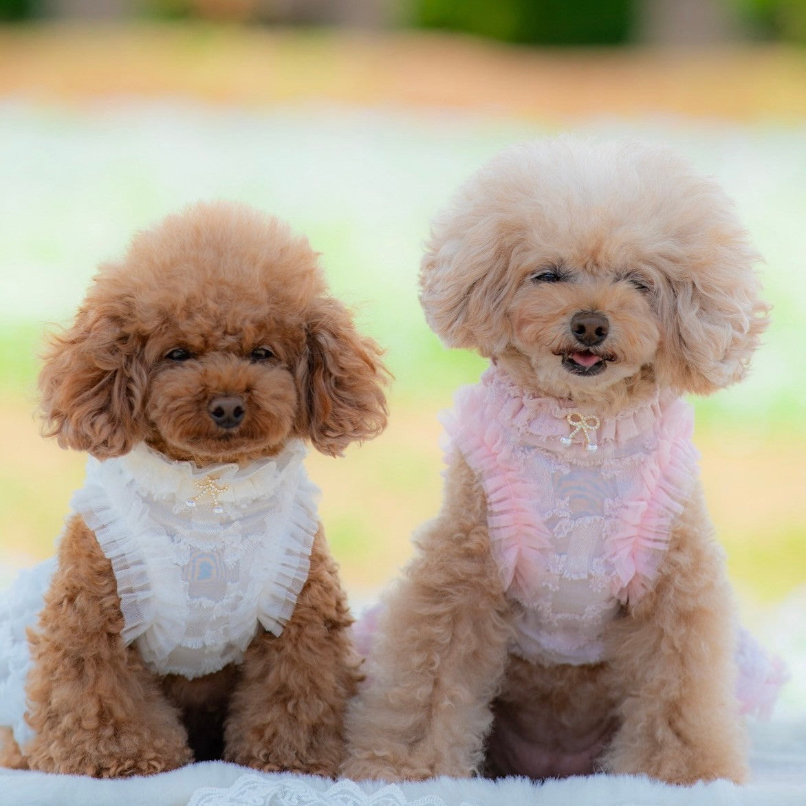 KALINA シアー千鳥ワンピース ホワイト けいと着用 横向き モデル画像 犬服
