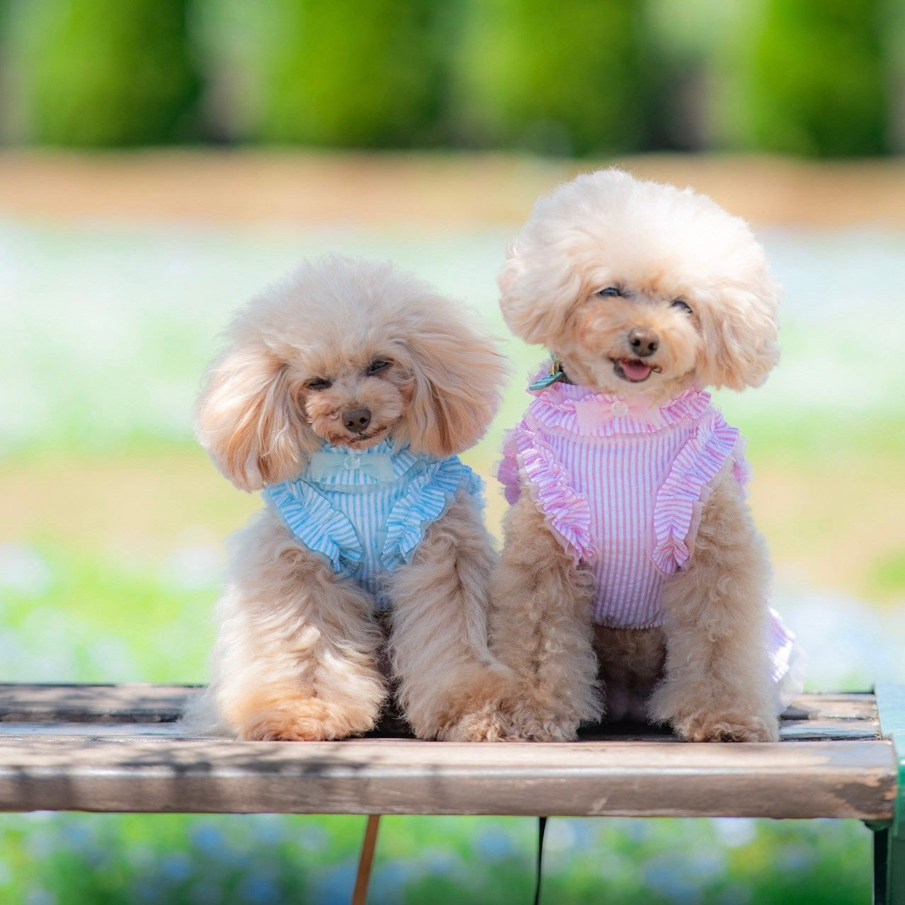 ラメストライプワンピース | 犬服 小型犬 ドッグウェア KALINA