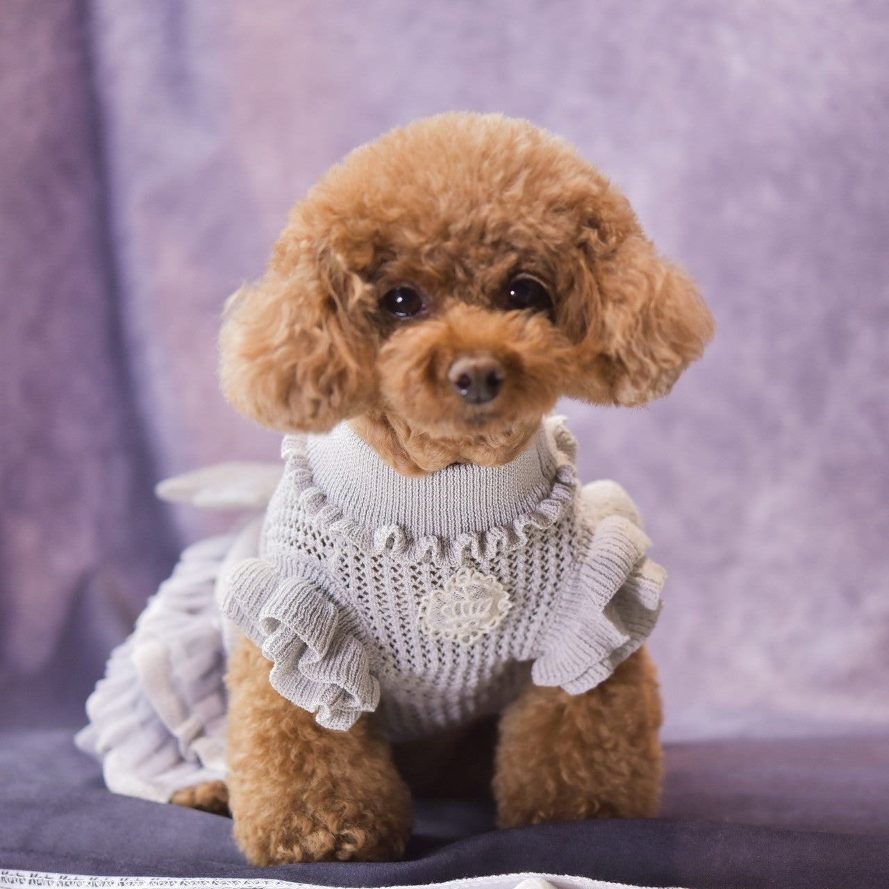 ニットメッシュチュールフリルワンピース | 犬服 小型犬 ドッグウェア 秋冬 KALINA