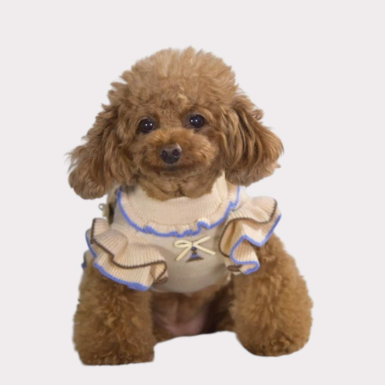 ニットオルテガ柄ワンピース | 犬服 小型犬 ドッグウェア 秋冬 KALINA