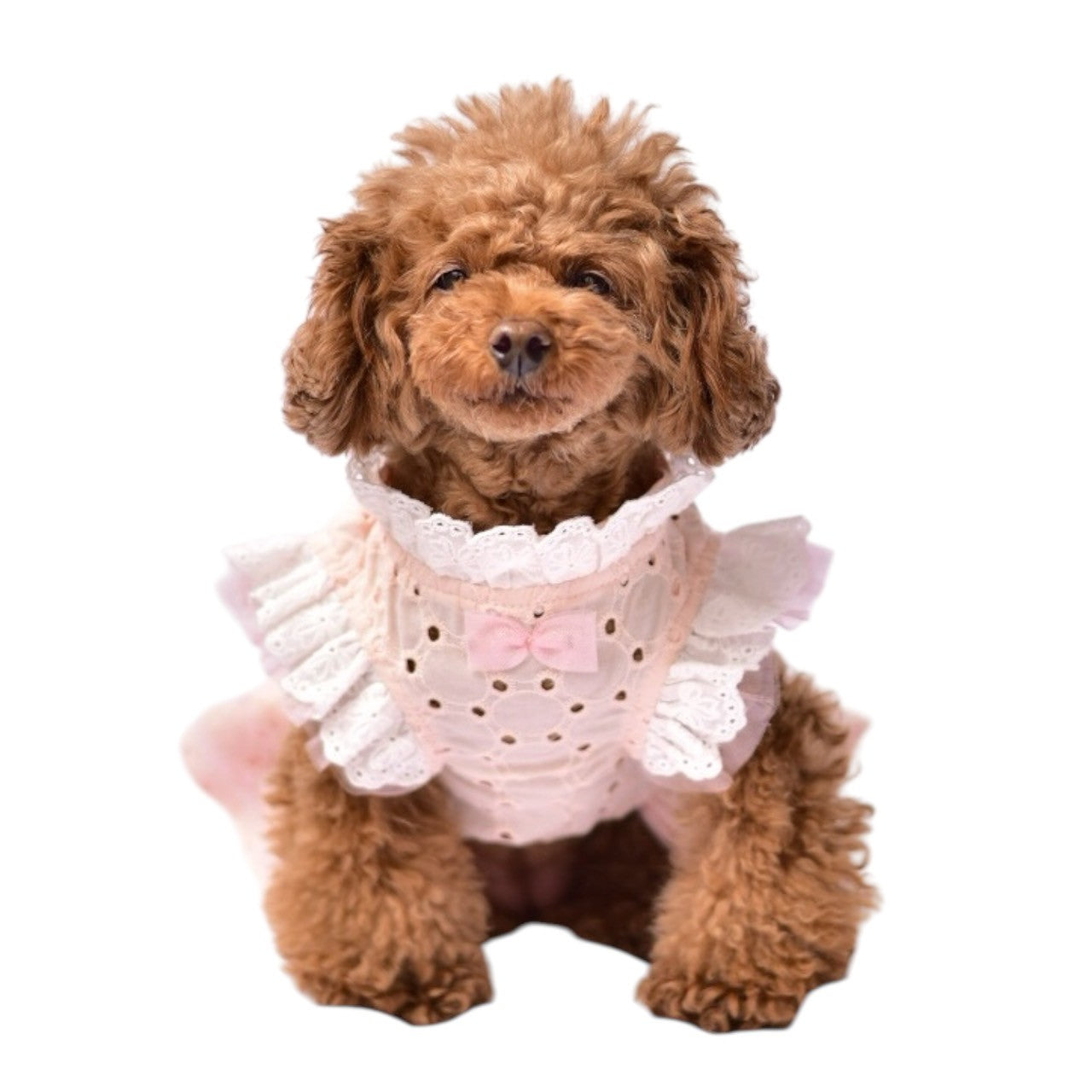【SALE 35%OFF】コットンレースワンピース| 犬服 小型犬 ドッグウェア KALINA