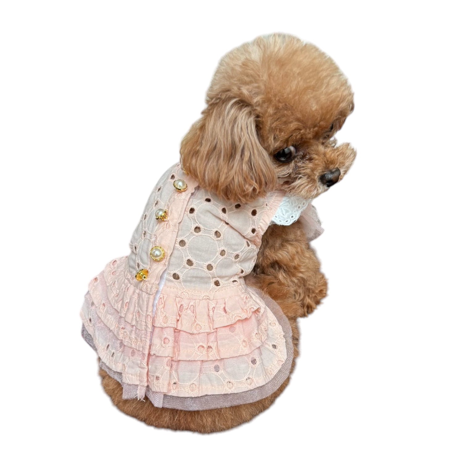 コットンレースワンピース| 犬服 小型犬 ドッグウェア KALINA