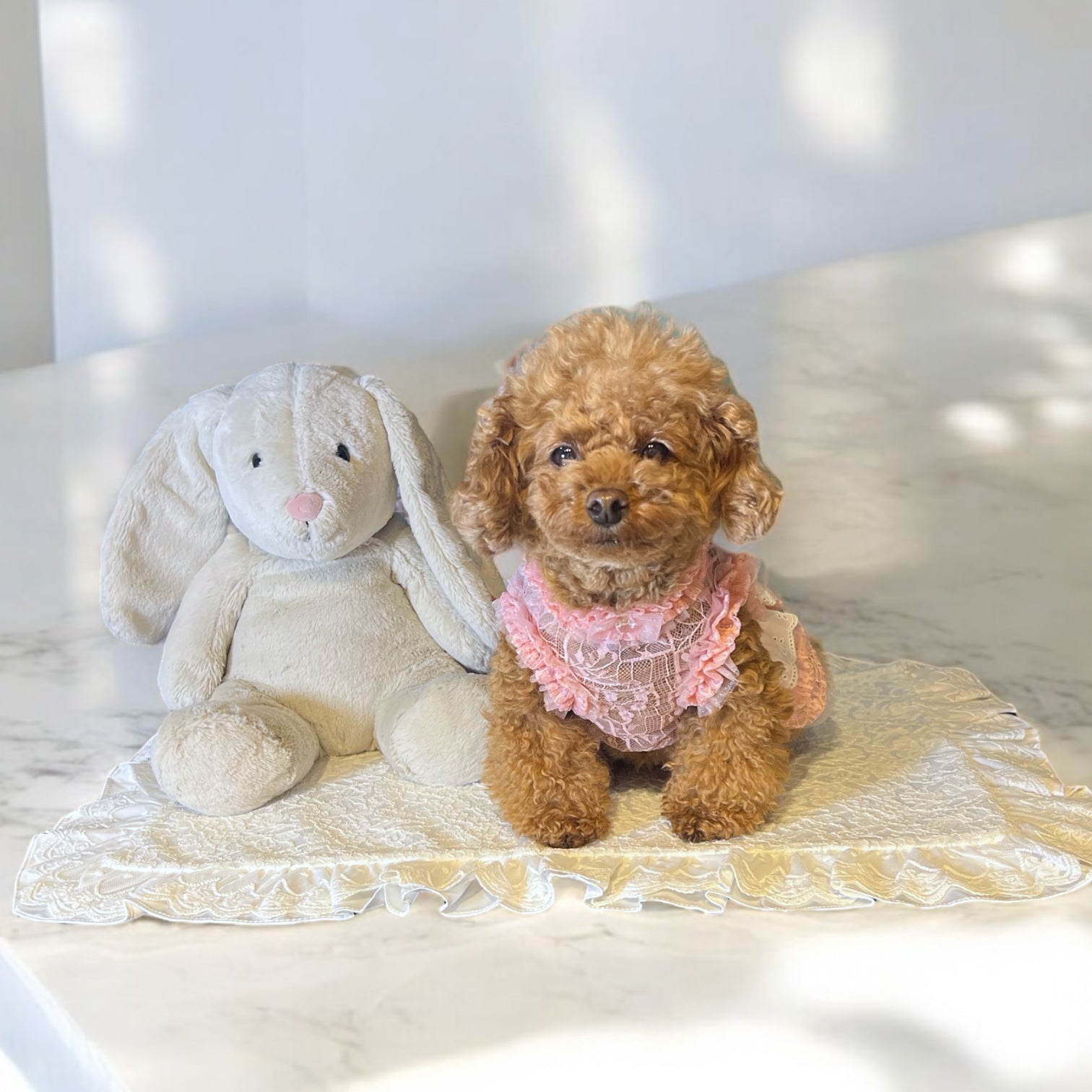 レースカフェマット Mサイズ | 小型犬 お出かけ ドッグウェア カフェ用 おしゃれ KALINA