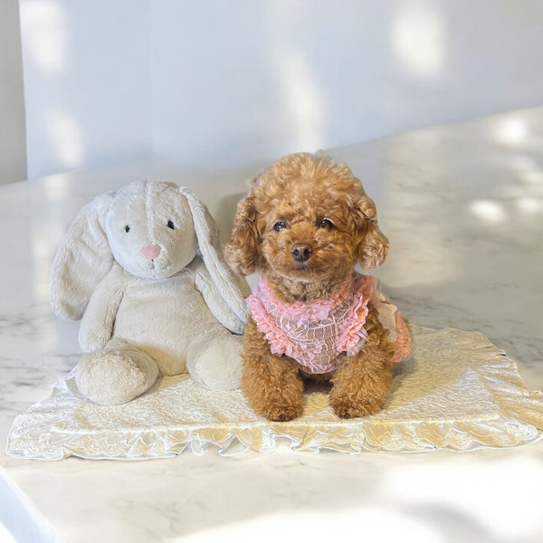 わんちゃんとセレブリティなひとときを♡ハンドメイド　カフェマット　ダスティピンク Photoroom_20250409_193159_600x