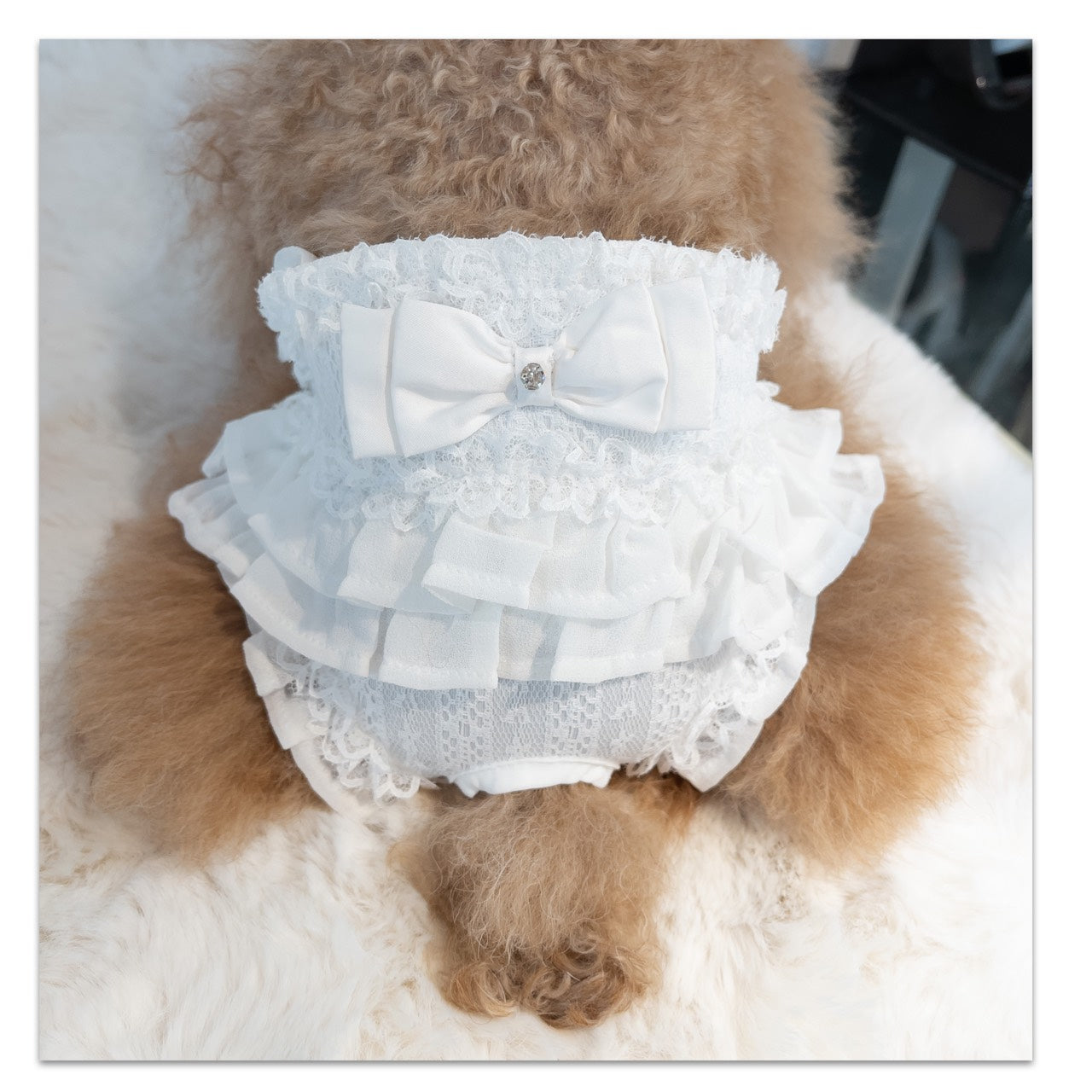 女の子たて柄レースマナーパンツ |  犬服 小型犬 ドッグウェア マナーウェア 女の子 KALINA