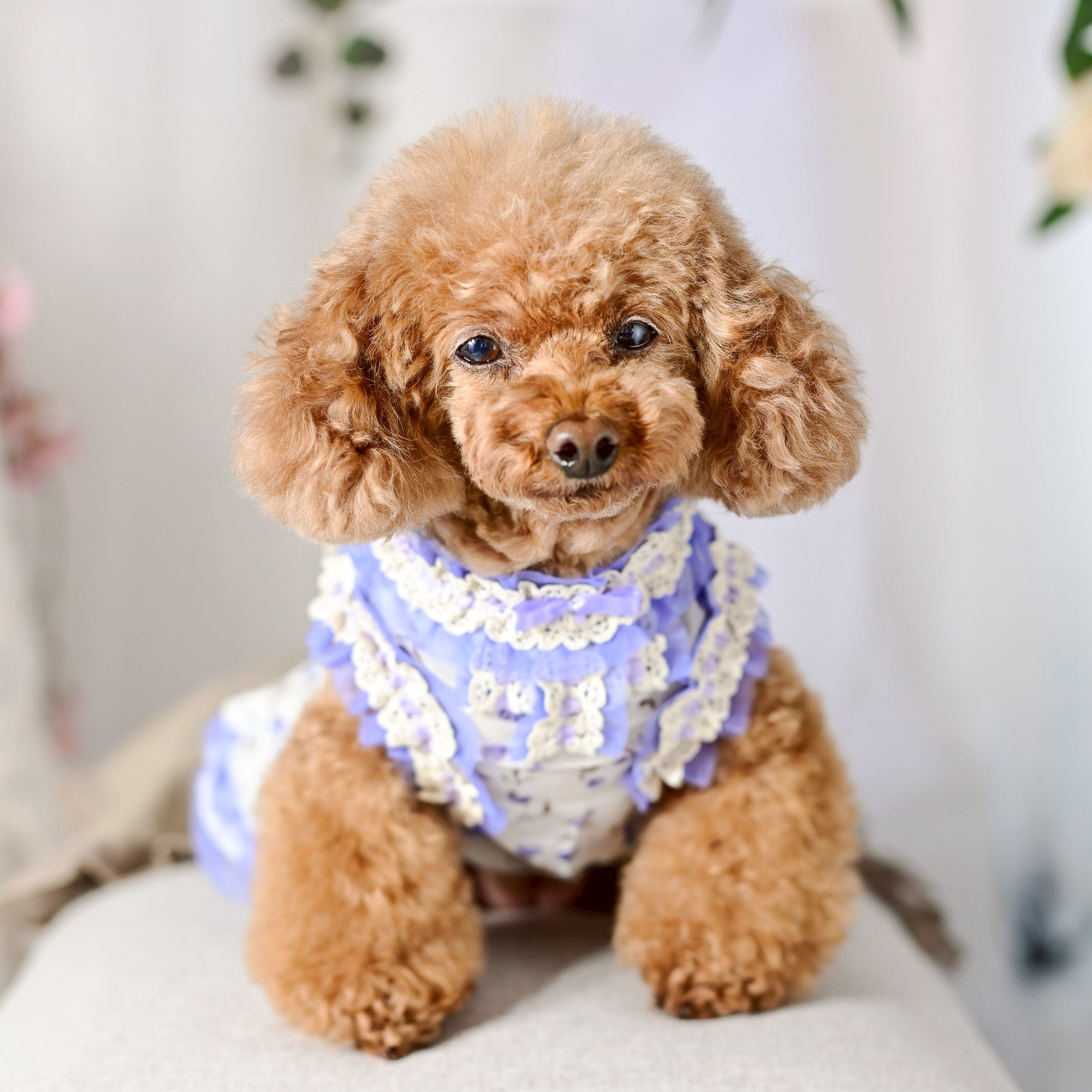 ぼんやりお花柄プリントワンピース | 小型犬 犬服 ドッグウェア KALINA