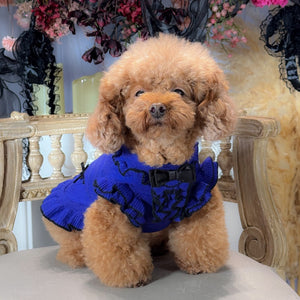 トイプードルがカシミヤ混フリルワンピースブルーを着用。