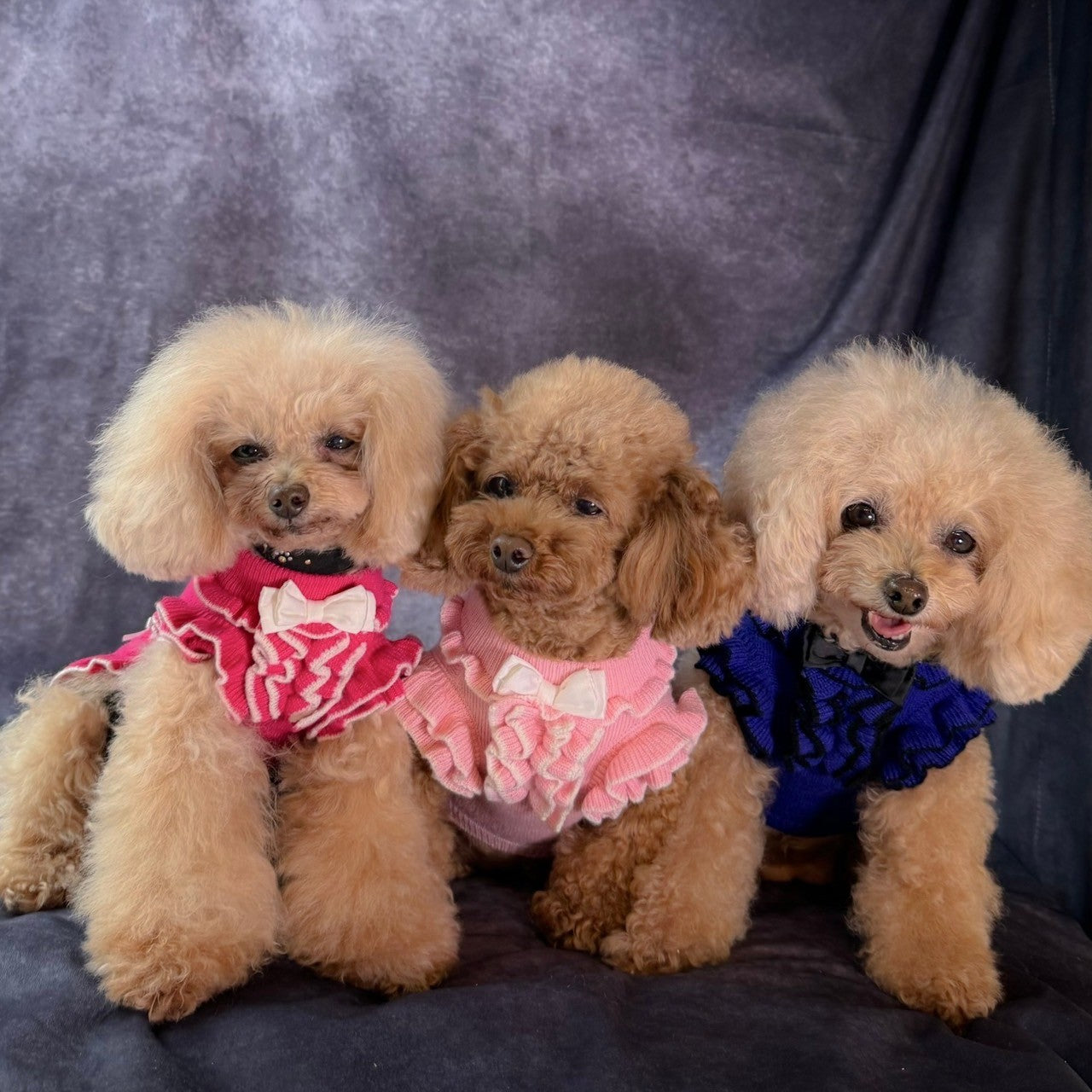 犬用カシミヤ混フリルワンピース。3色の着用イメージで姉妹コーデにおすすめ