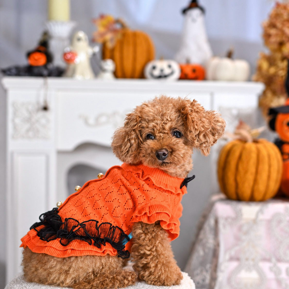 カシミヤ混透かし柄ワンピースのオレンジを着用したトイプードルのけいとSサイズ着用胴回り３１ｃｍ