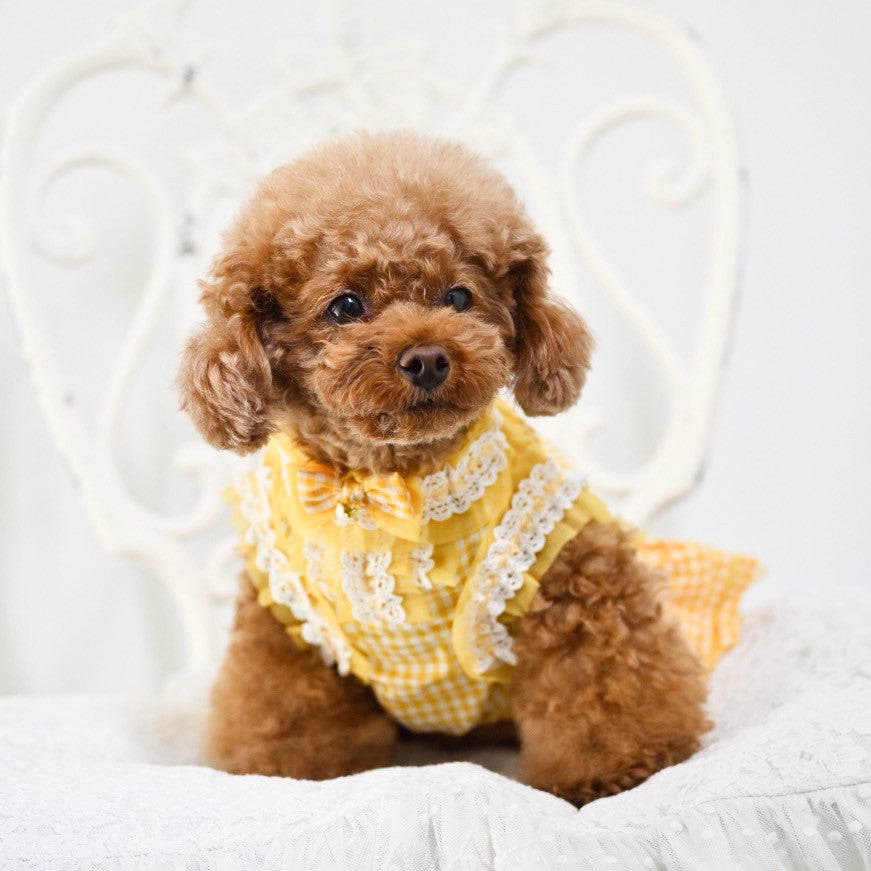 ギンガムチェックワンピース ラベンダー トイプー チワワ マルチーズ 小型犬