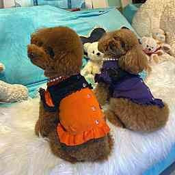 ハロウィンカラー  レースドッキングワンピース オレンジ×黒とパープル×黒