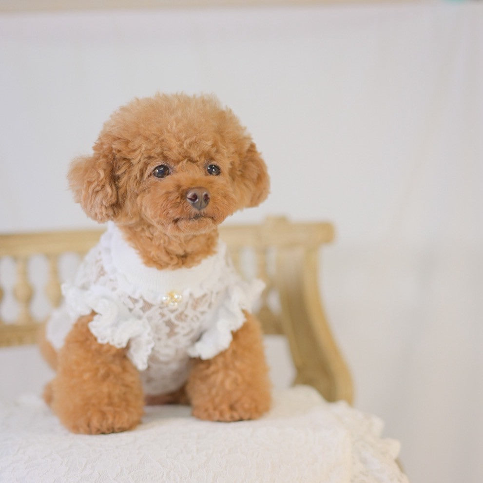 kalina定番 レースドッキングワンピース 新色 グレージュ 小型犬 おすすめ