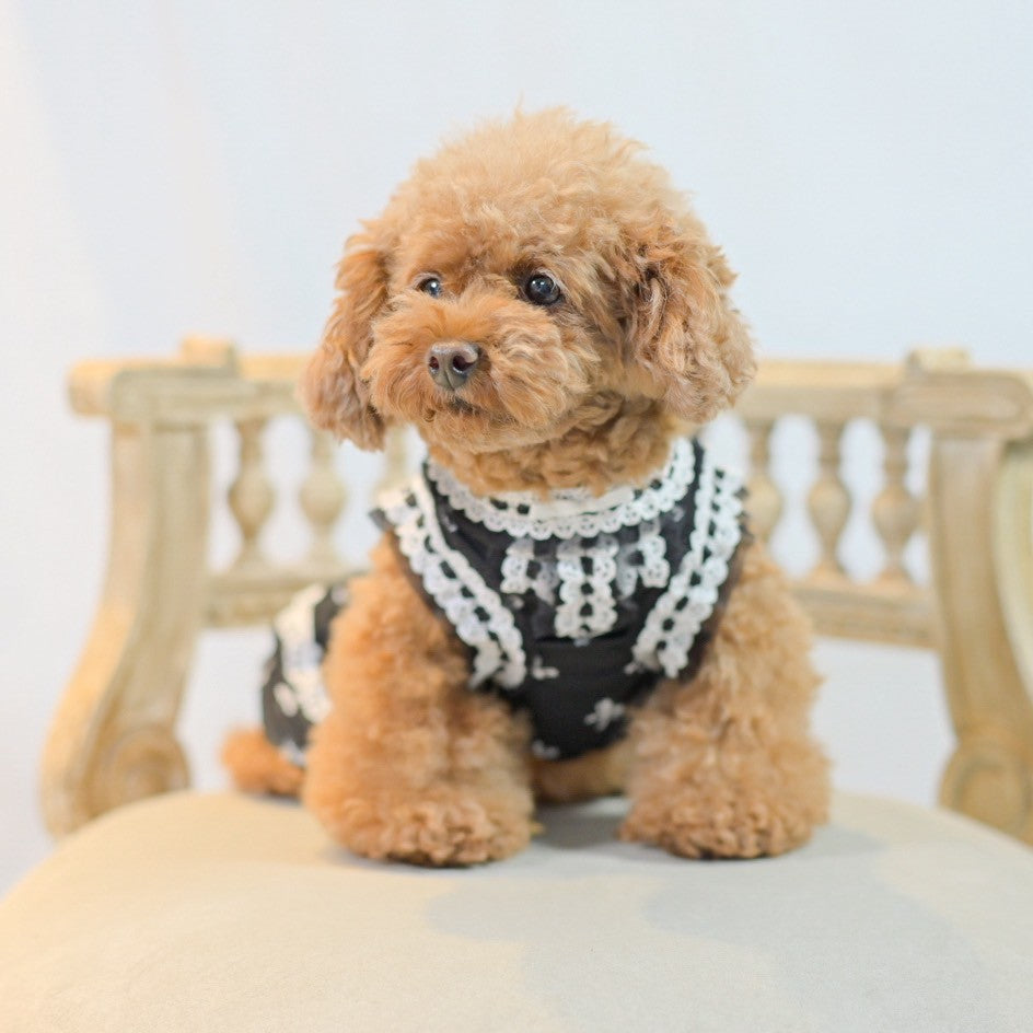 シフォン素材のリボンプリント柄ワンピース　黒　小型犬等にオススメ　トイプードル　チワワ　マルチーズ