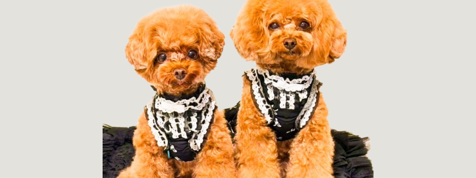 カリーナ　Kalina XXS ワンピース　新品　2枚セット　リボン　撮影会 ワンコ服のKALINA(カリーナ)公式ショップ｜KALINA_wans_gogo