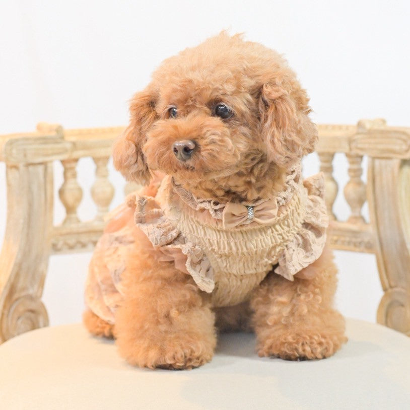 新作】シャーリングレースワンピース ｜犬服 小型犬 ドッグウェア