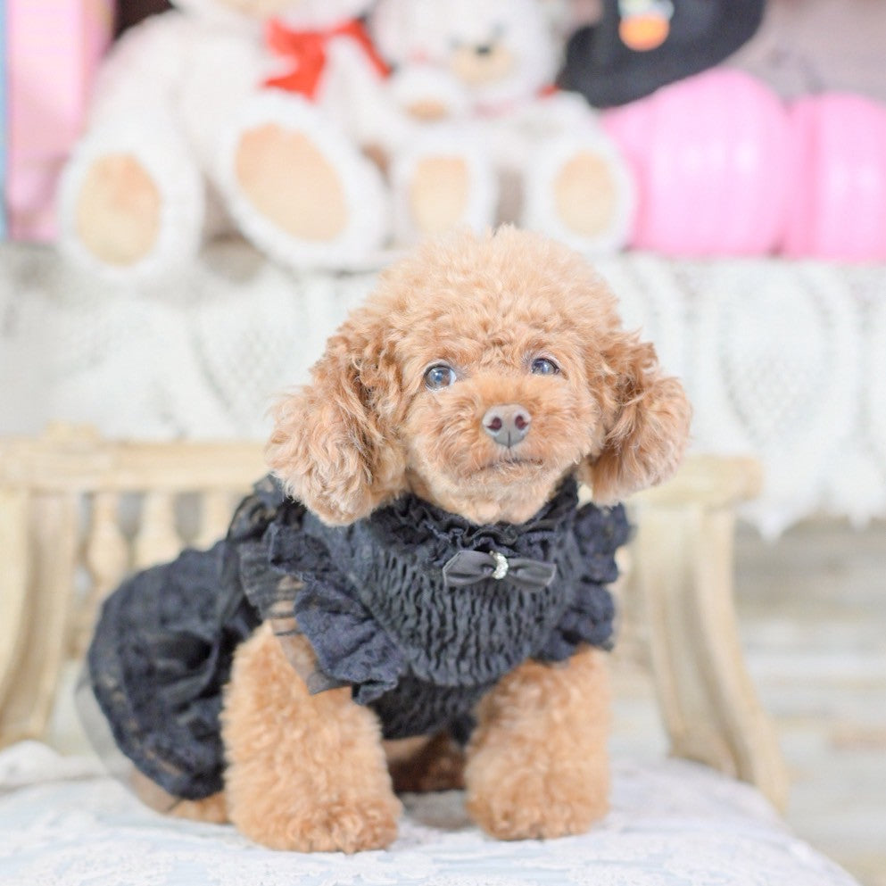 新作】シャーリングレースワンピース ｜犬服 小型犬 ドッグウェア