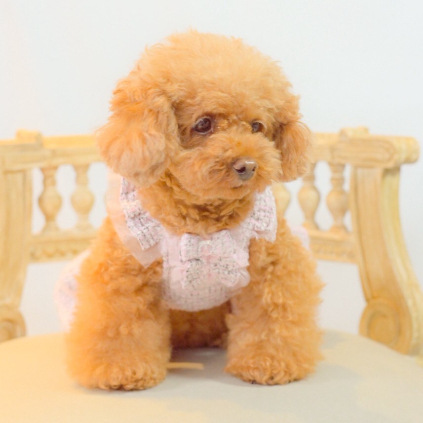 ツィードワンピース ｜犬服 小型犬 ドッグウェア 秋冬 KALINA - ワンコ