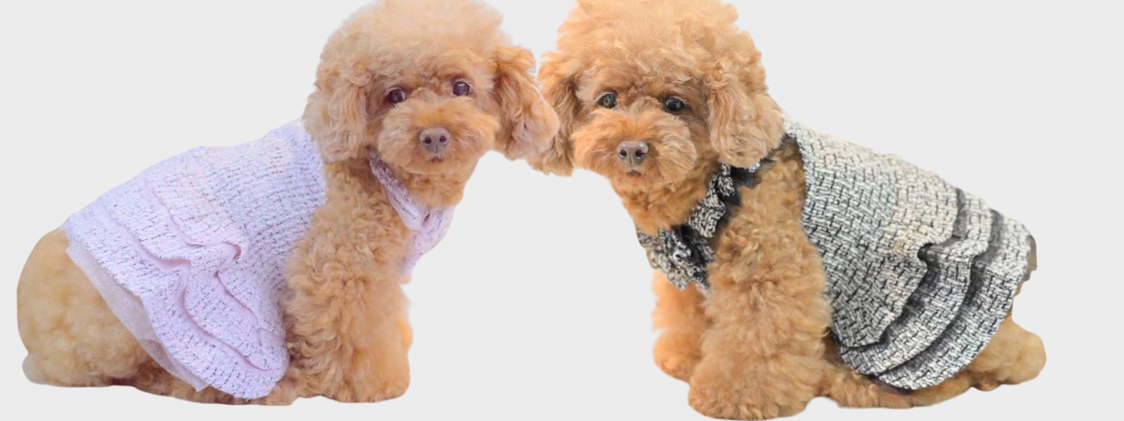 カリーナ　Kalina XXS ワンピース　新品　2枚セット　リボン　撮影会 ワンコ服のKALINA(カリーナ)公式ショップ｜KALINA_wans_gogo