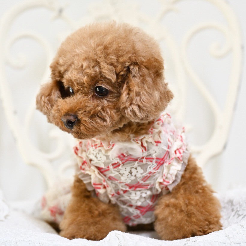 透け感　チェックレースワンピース　小型犬等　トイプードル　チワワ　マルチーズ