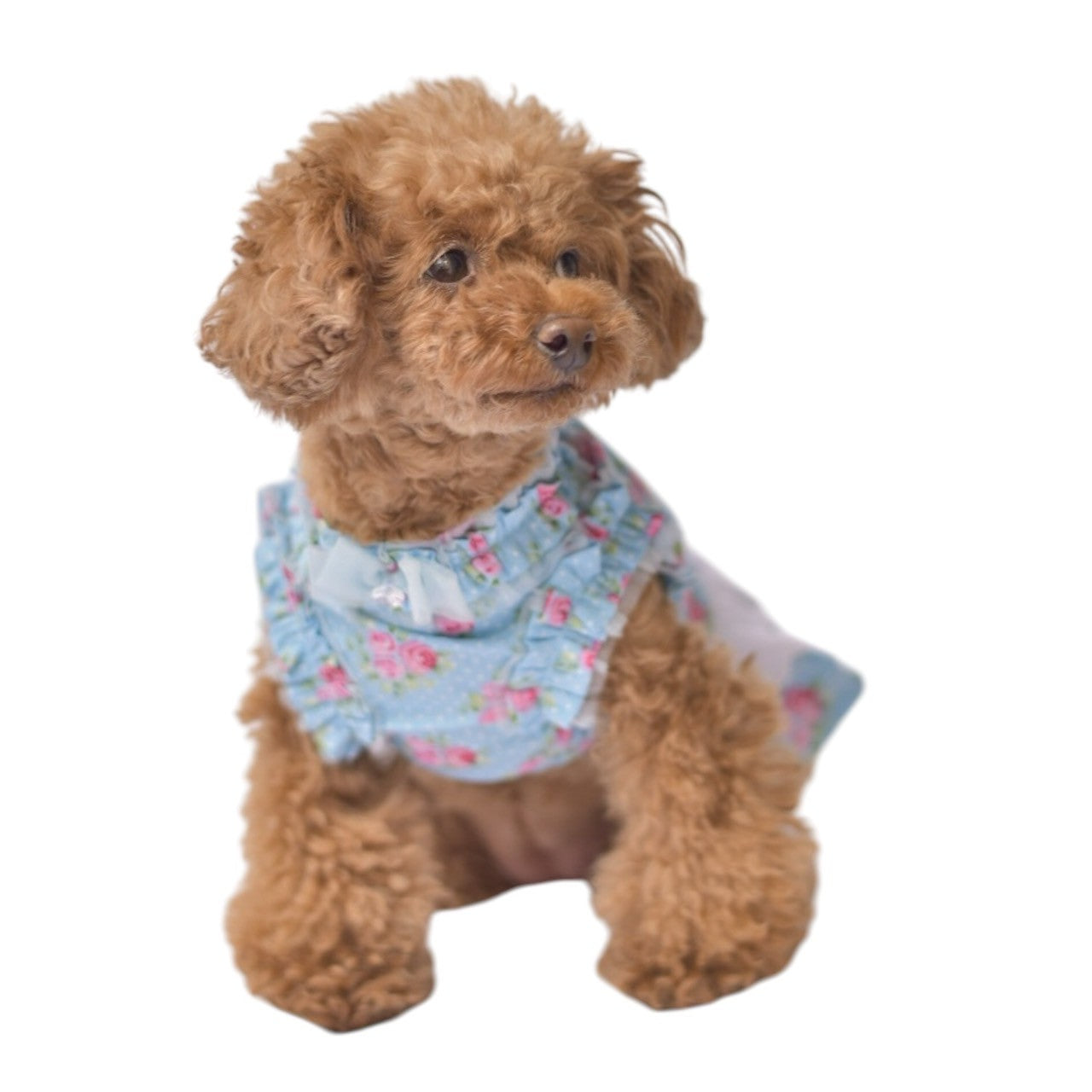 お花の季節にぴったりな　コットン薔薇柄ワンピース　ブルー　小型犬等におすすめ　トイプードル　チワワ　マルチーズ