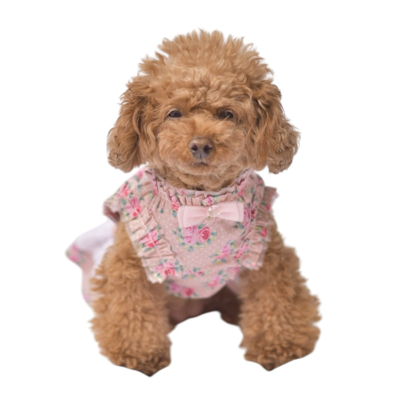 お花の季節にぴったりな　コットン薔薇柄ワンピース　ブルー　小型犬等におすすめ　トイプードル　チワワ　マルチーズ