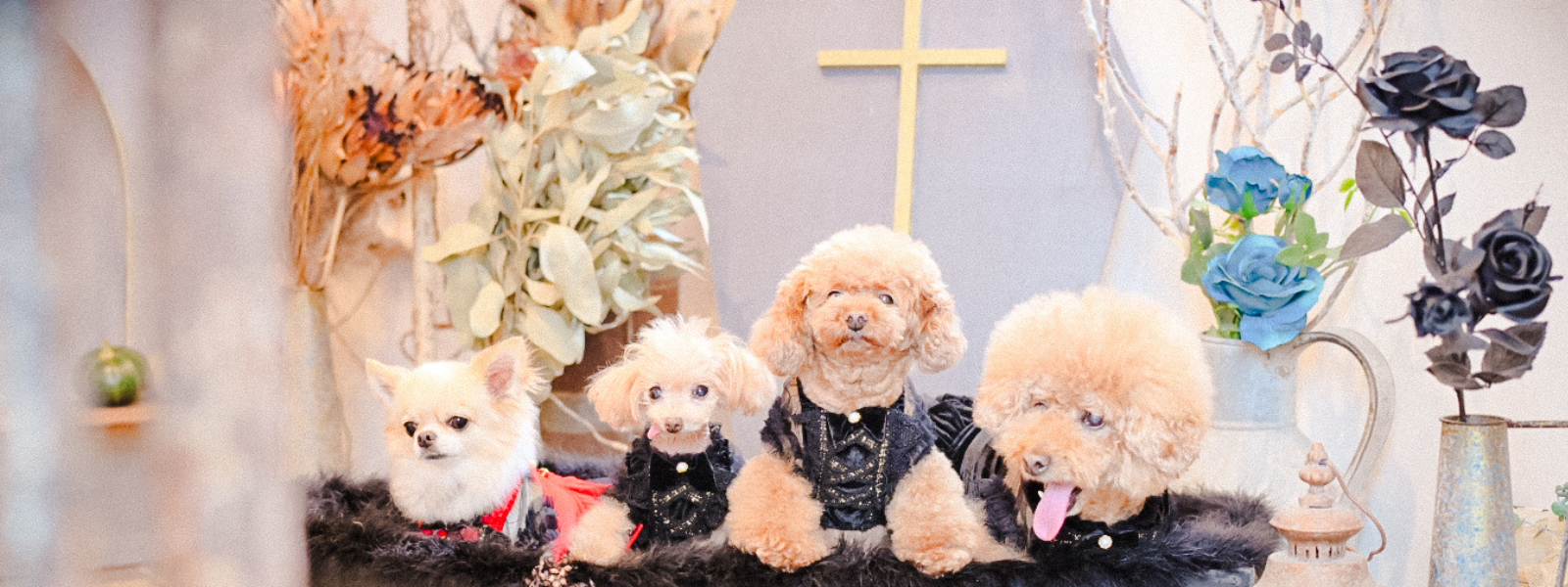 カリーナ　Kalina XXS ワンピース　新品　2枚セット　リボン　撮影会 ワンコ服のKALINA(カリーナ)公式ショップ｜KALINA_wans_gogo