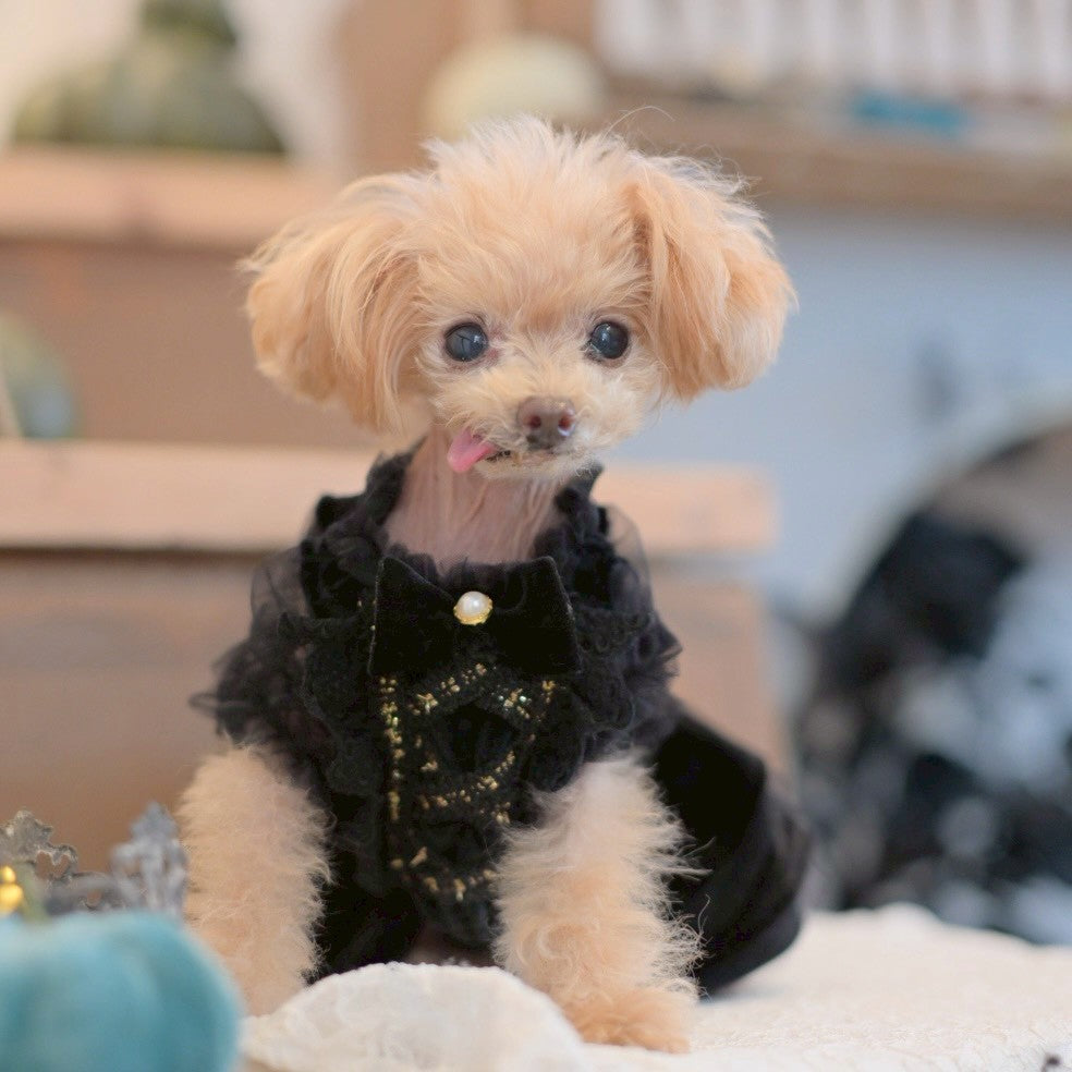 ホリデーシーズンにぴったりの　ベルベットレースUPワンピース　黒　プードルちゃん等　小型犬におすすめ