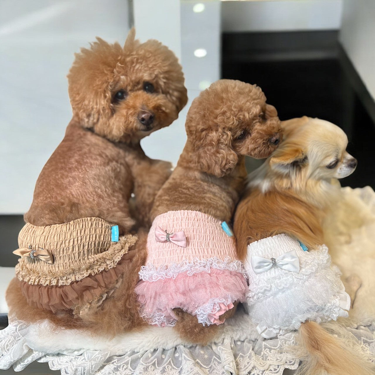 新作】するっと履けるレースマナーパンツ| 犬服 小型犬 ドッグウェア