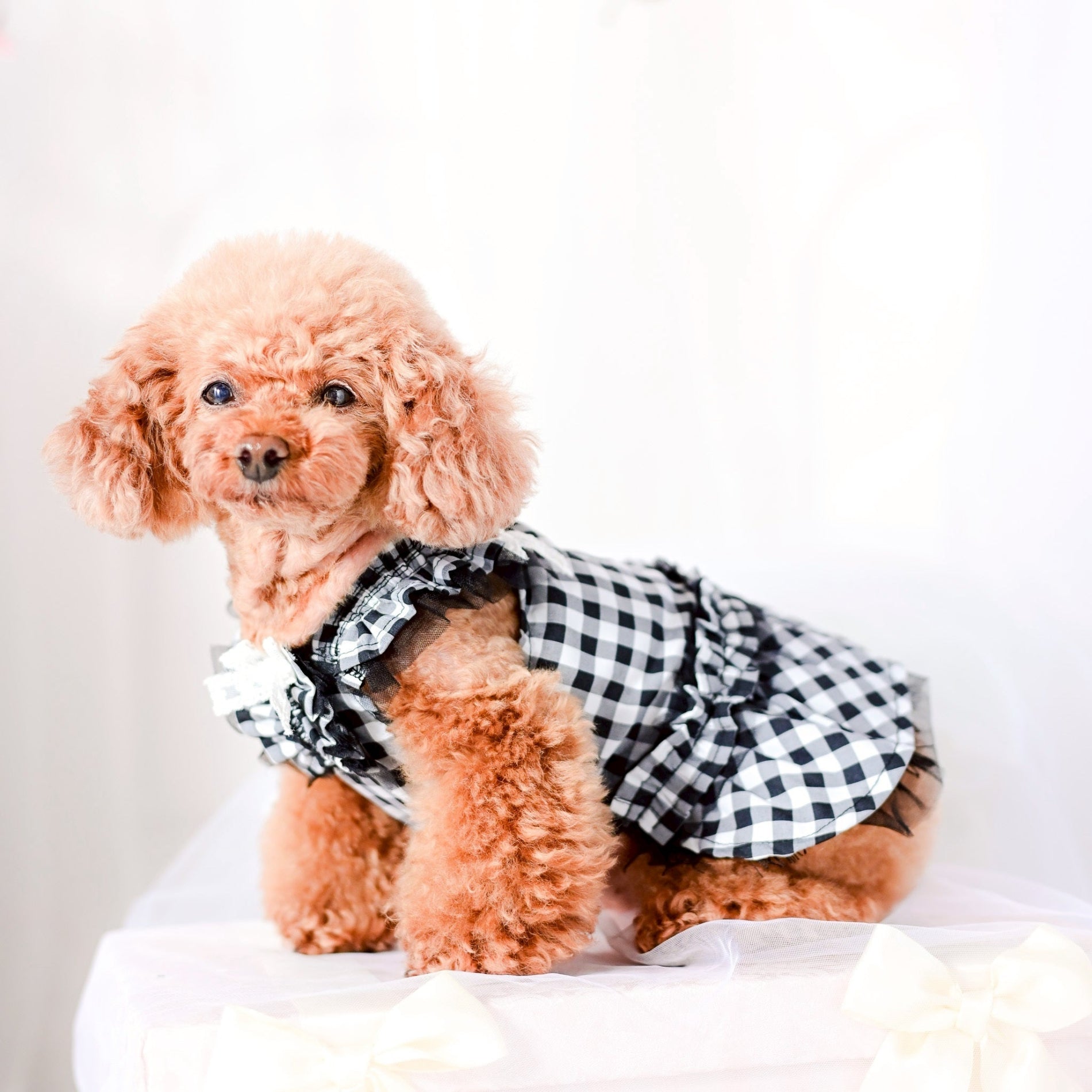 ギンガムチェックまつ毛レースワンピース | 小型犬 犬服 KALINA