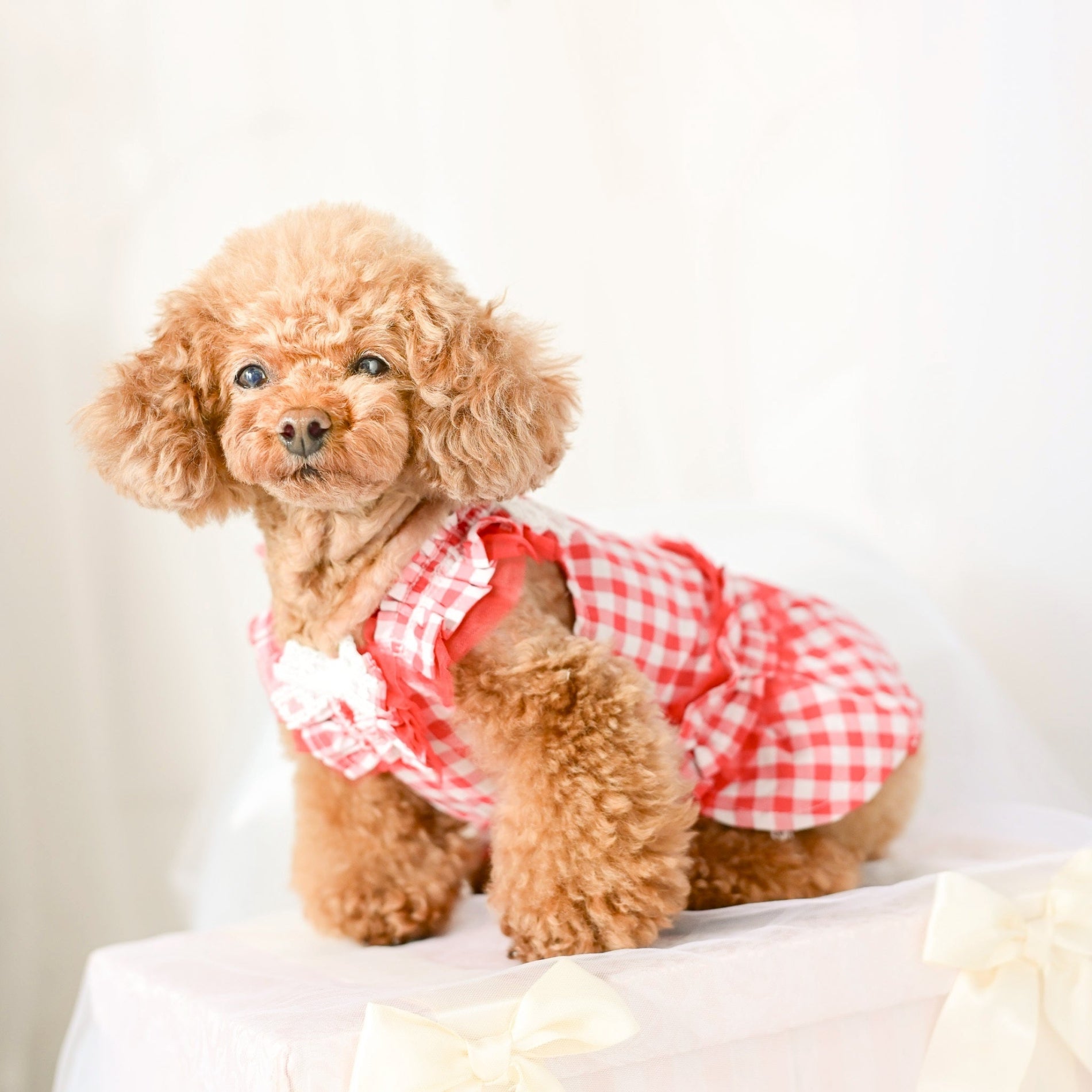 ギンガムチェックまつ毛レースワンピース | 小型犬 犬服 KALINA