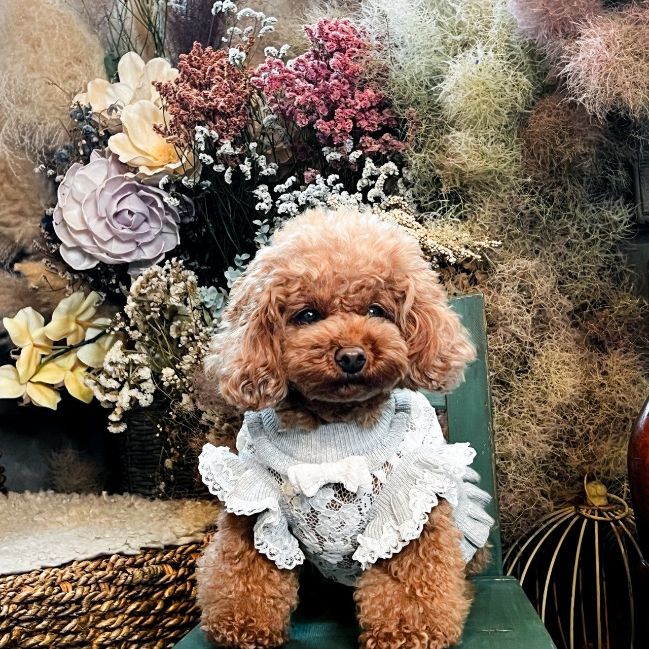 トイプードルがカシミヤ混レースドッキングワンピース（ボルドー）を着用したイメージ