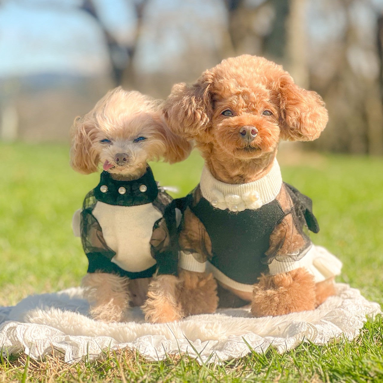 新作】カシミヤ混配色パフスリーブワンピース｜犬服 小型犬 ドッグ