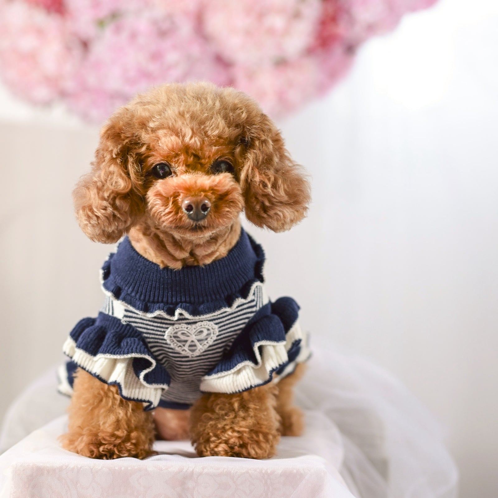 レッドのニットランダムボーダーワンピースを着用したトイプードルのKate