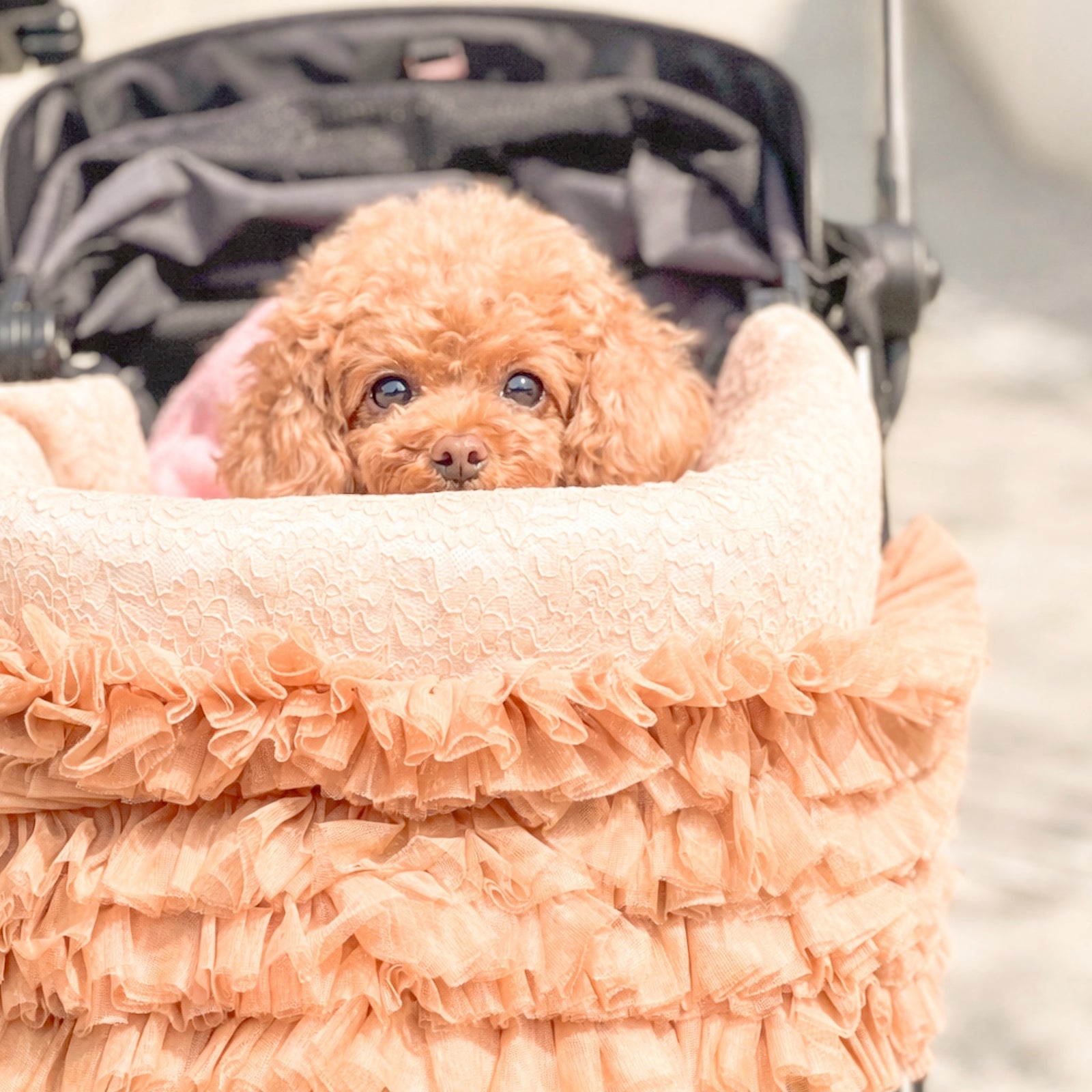【新作】レースチュールフリルカートカバー｜小型犬　お出かけ　KALINA