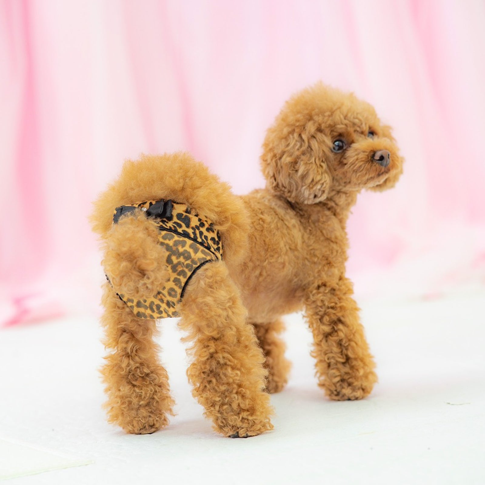 レオパード柄の上品なマナーパンツを着用した小型犬。おむつをおしゃれにカバーできるデザインで、お出かけや撮影会にもおすすめです。