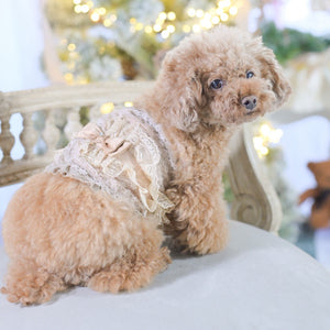 トイプードルのけいとがKALINAのベージュマナーベルトを着用。ふんわりレースとリボンが映える大人かわいいデザイン。