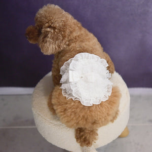 白のレースとリボンが上品な犬用マナーベルト。KALINA（カリーナ）の新作で、やさしい色合いと繊細なディテールが特徴。